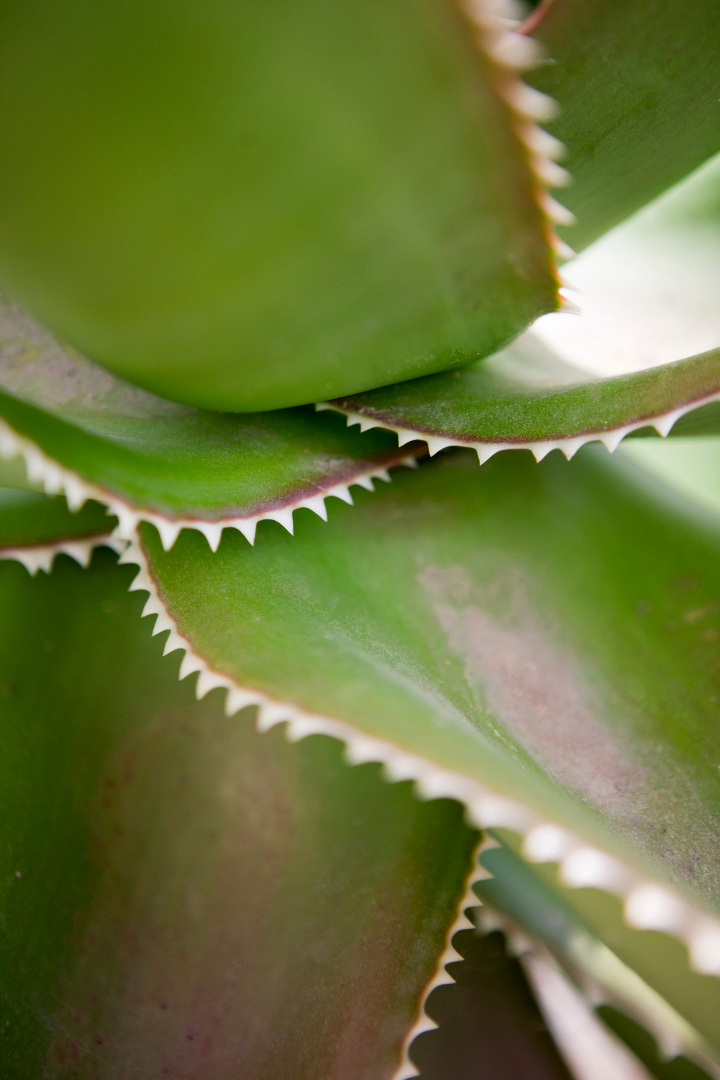 A spiked succulent looking at social media and ai for impact and privacy