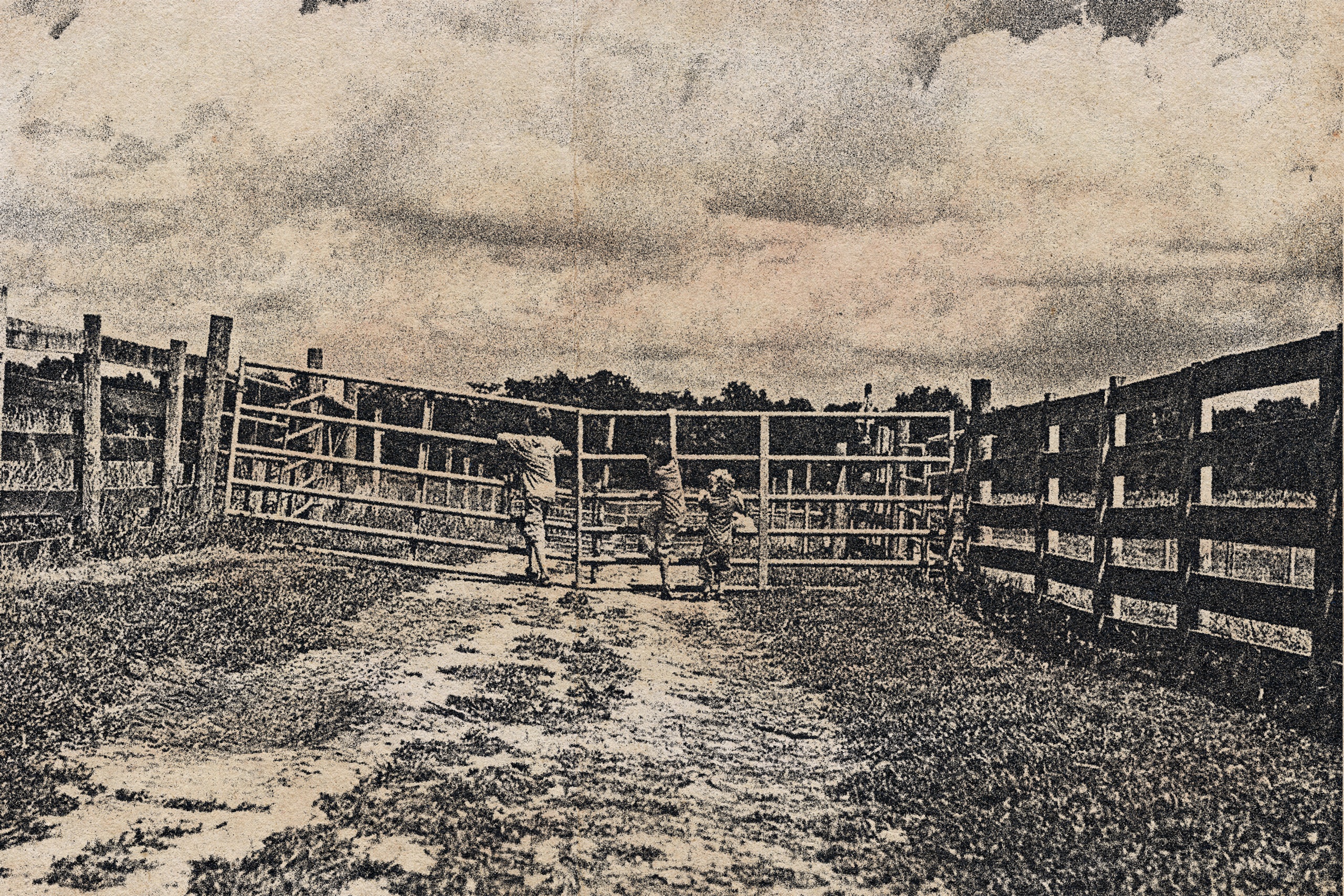 Cattle pens on the farm at Bad Creek