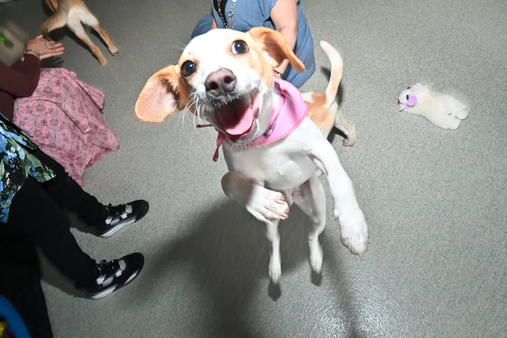 ARF’s Rescues & Rosé: An Evening Of Wine, Sunsets, & Animal Rescue