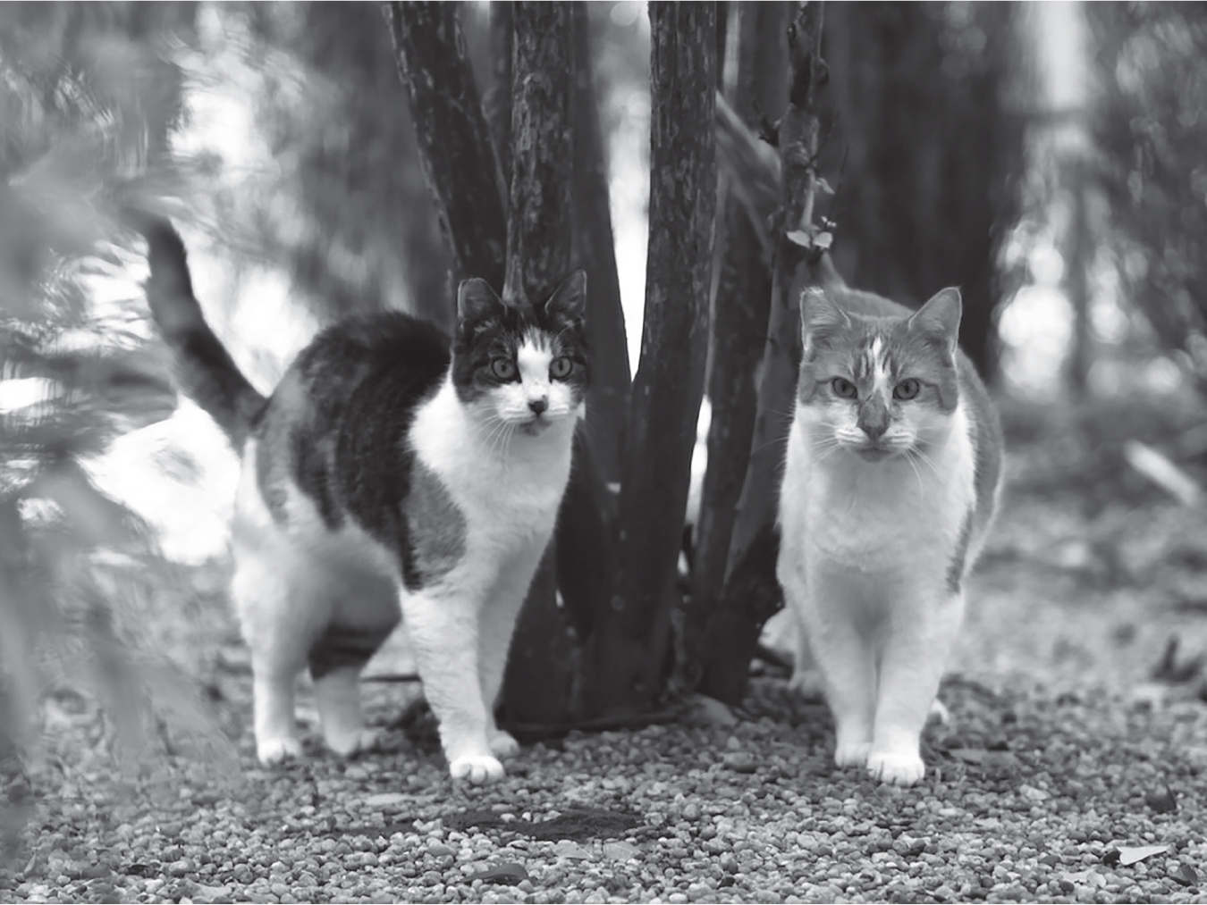 Established Operation Cat (TNR) program to humanely reduce the growing number and needless suffering of homeless, feral and stray cats