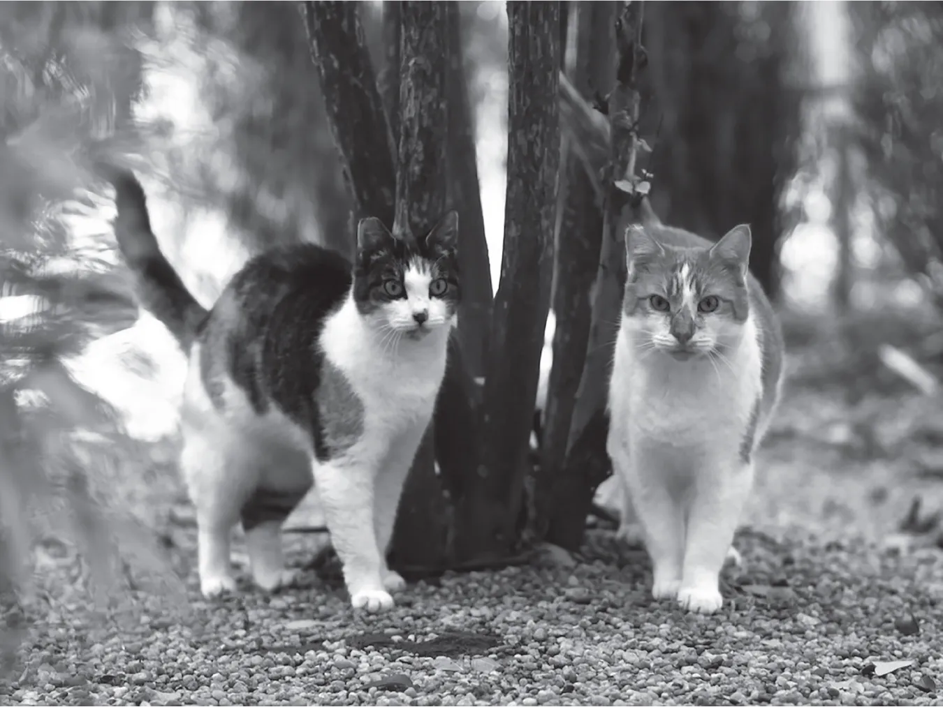 Established Operation Cat (TNR) program to humanely reduce the growing number and needless suffering of homeless, feral and stray cats