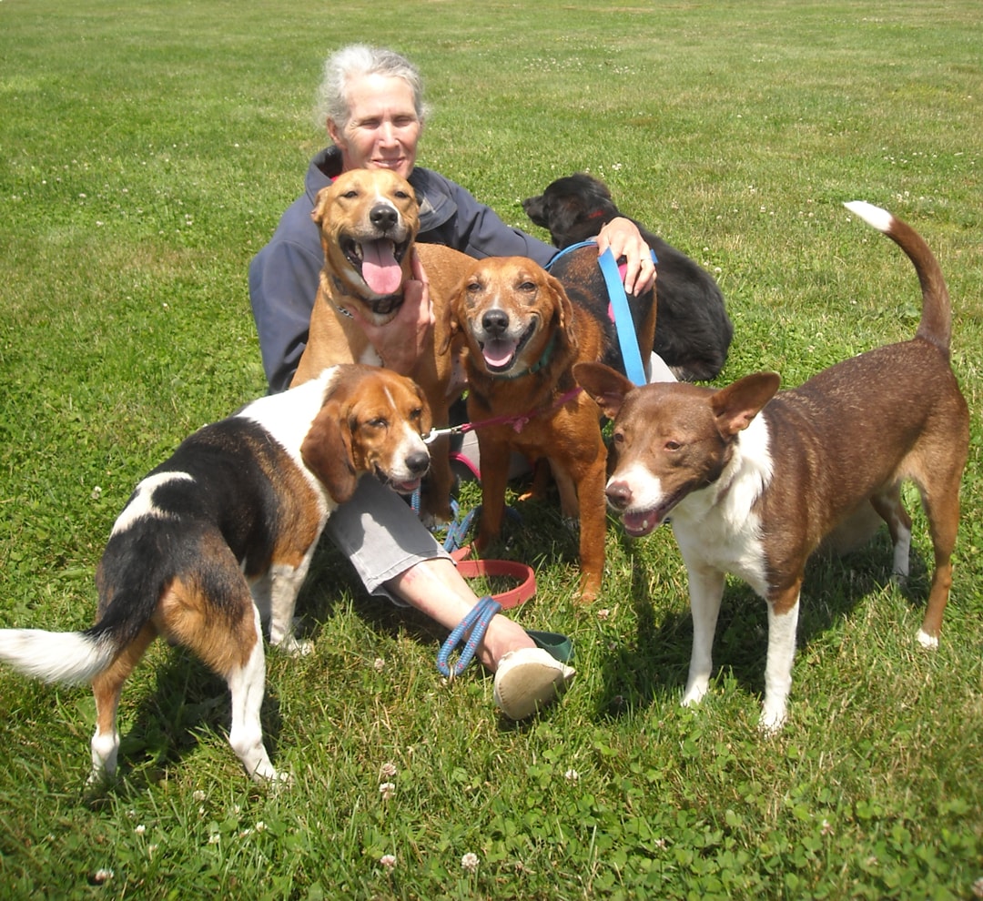 First shipment of breeder dogs rescued from Midwest puppy mills