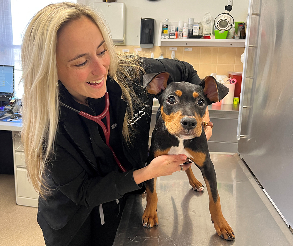 Launched Low-Cost Spay/Neuter and Vaccine Clinics for the Public