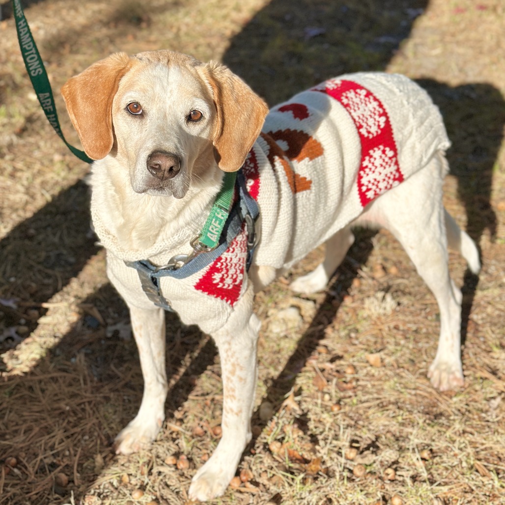 CoCo Hound Tan/White None