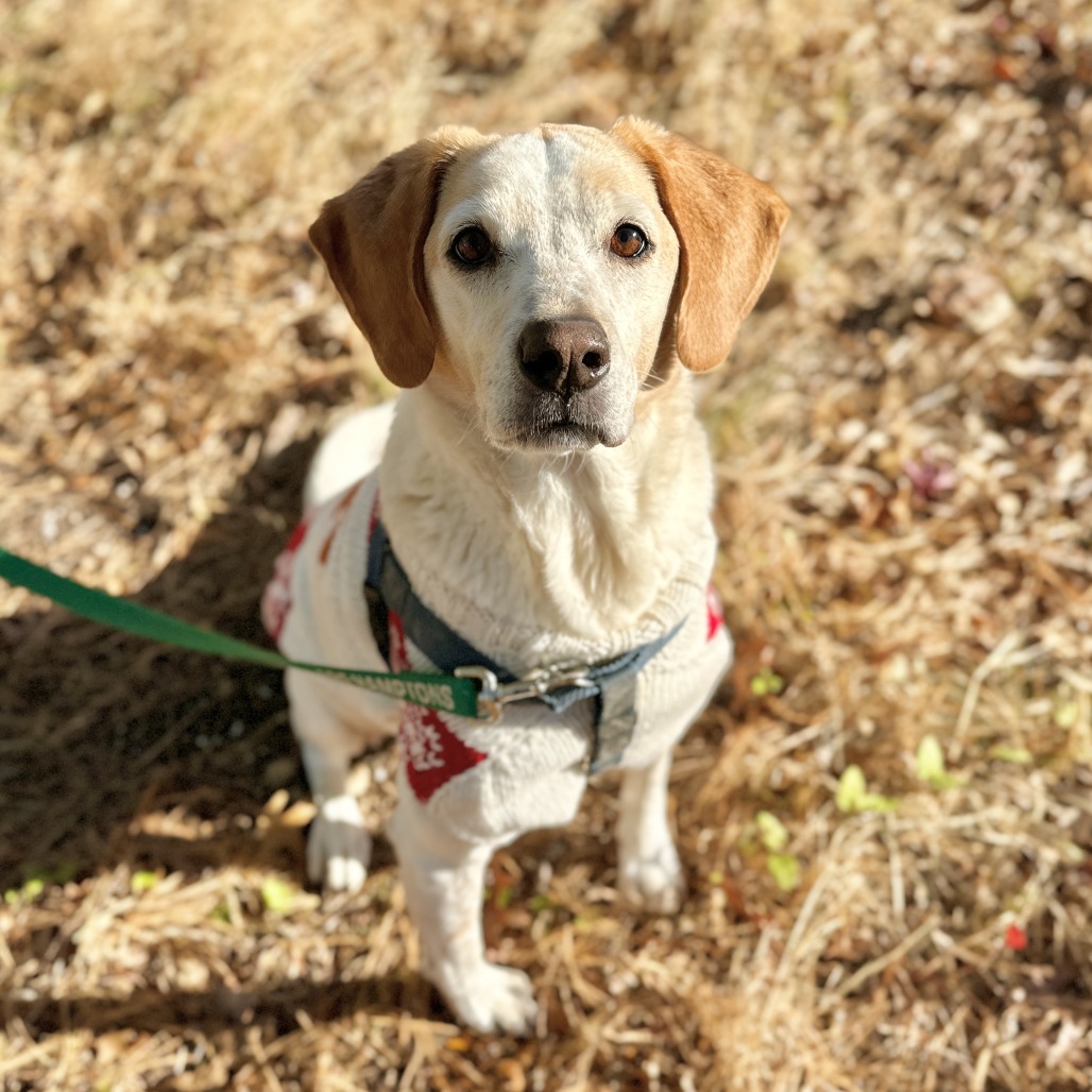 CoCo Hound Tan/White None