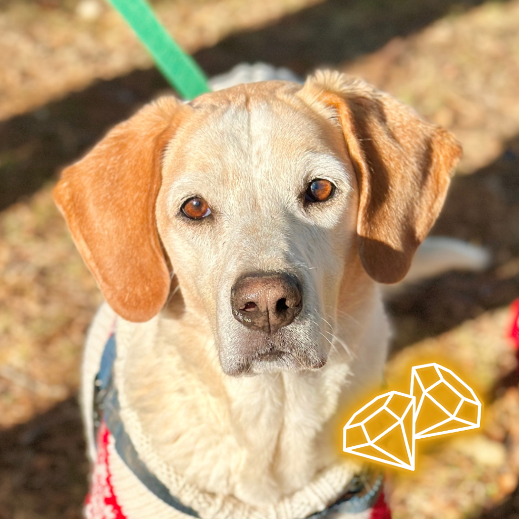 CoCo Hound Tan/White None