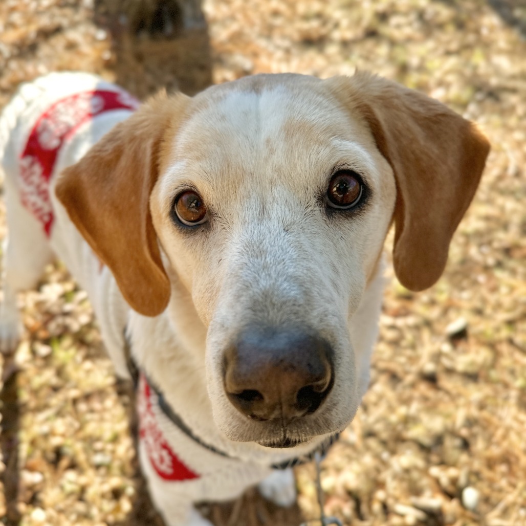 CoCo Hound Tan/White None