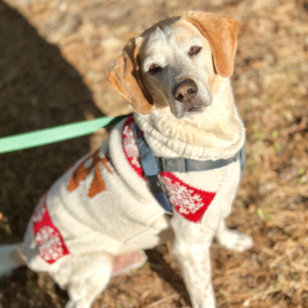 CoCo Hound Tan/White None