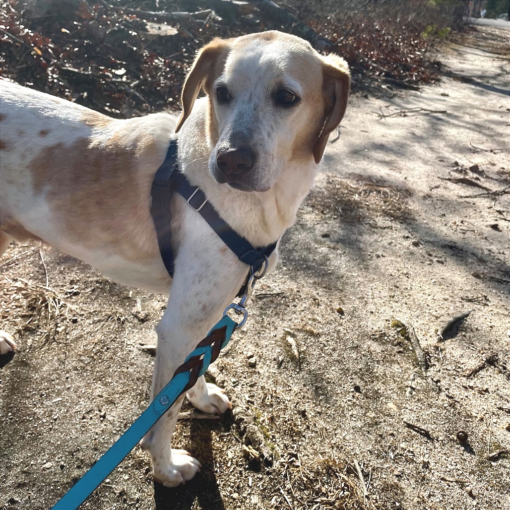 CoCo Hound Tan/White None