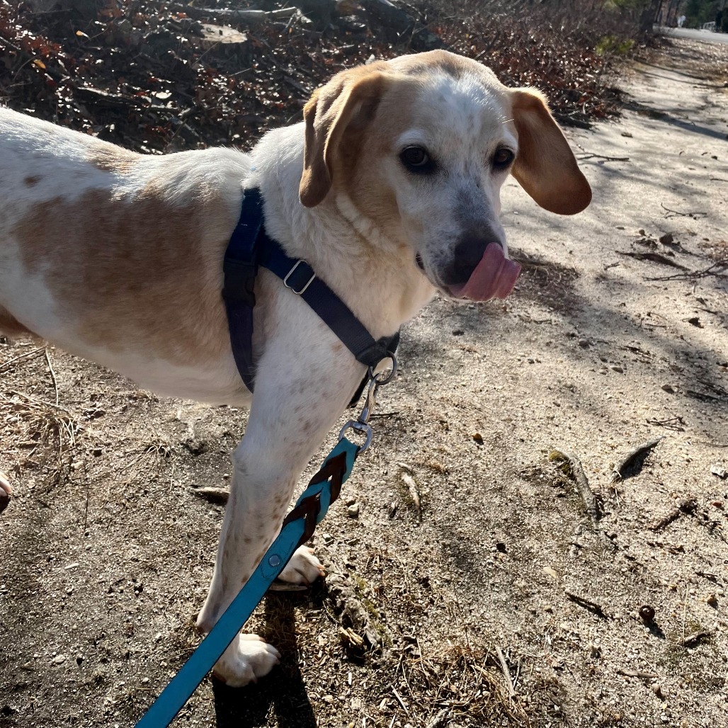 CoCo Hound Tan/White None