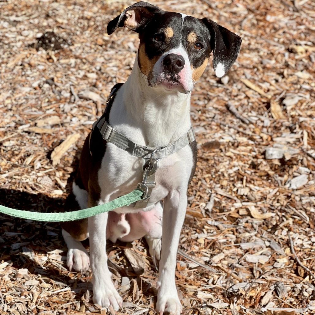 Oden Hound Black/White 