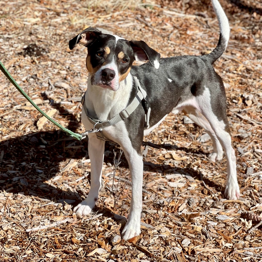 Oden Hound Black/White 