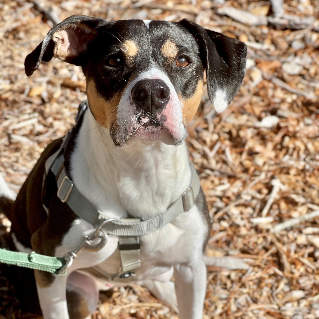 Oden Hound Black/White 