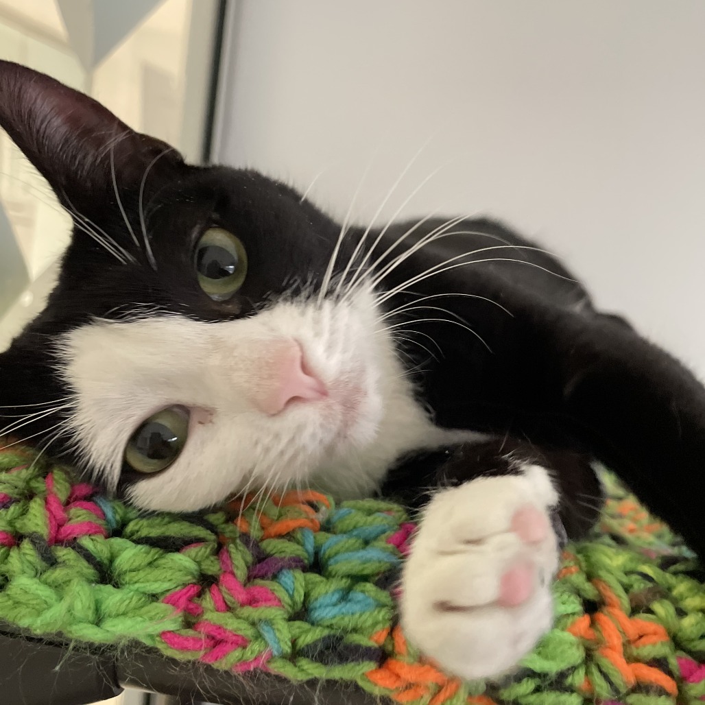 Cuddles Domestic Shorthair Black/White