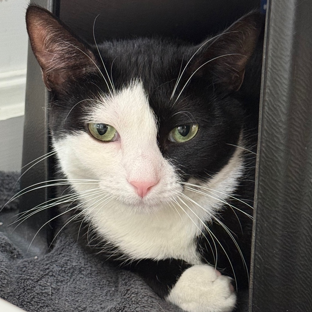 Cuddles Domestic Shorthair Black/White