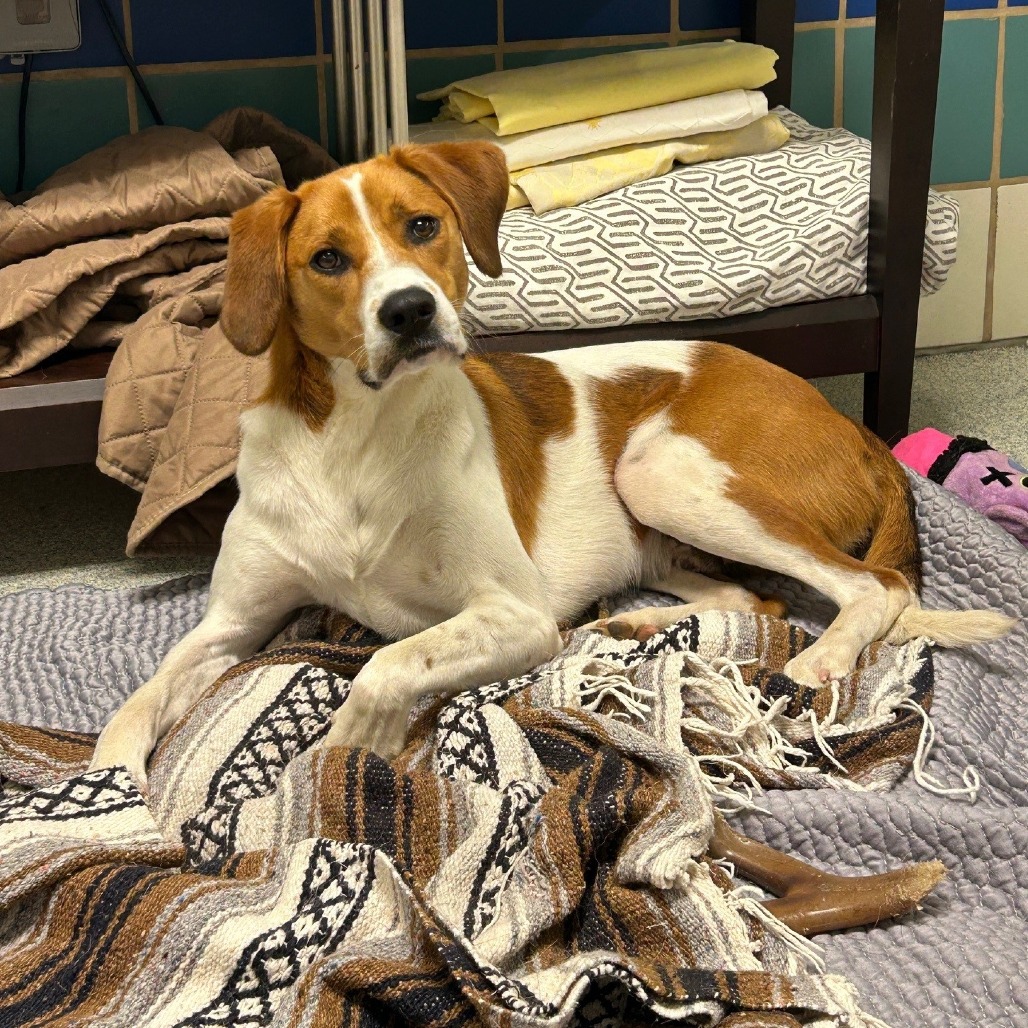 Rex Hound/Mix Tan/White