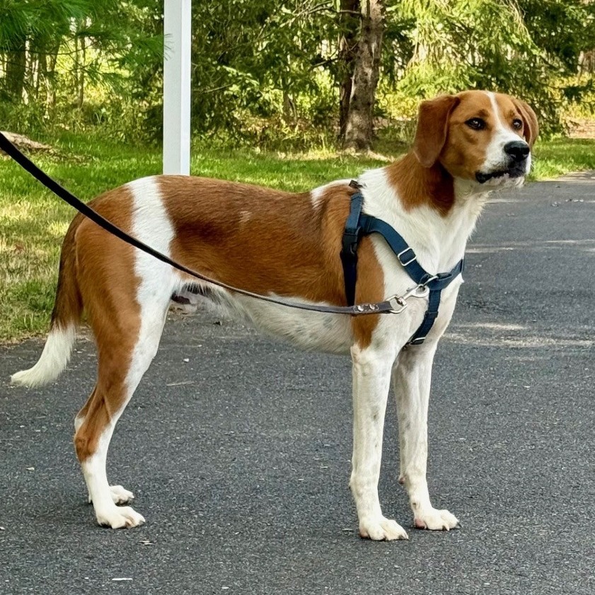 Rex Hound/Mix Tan/White