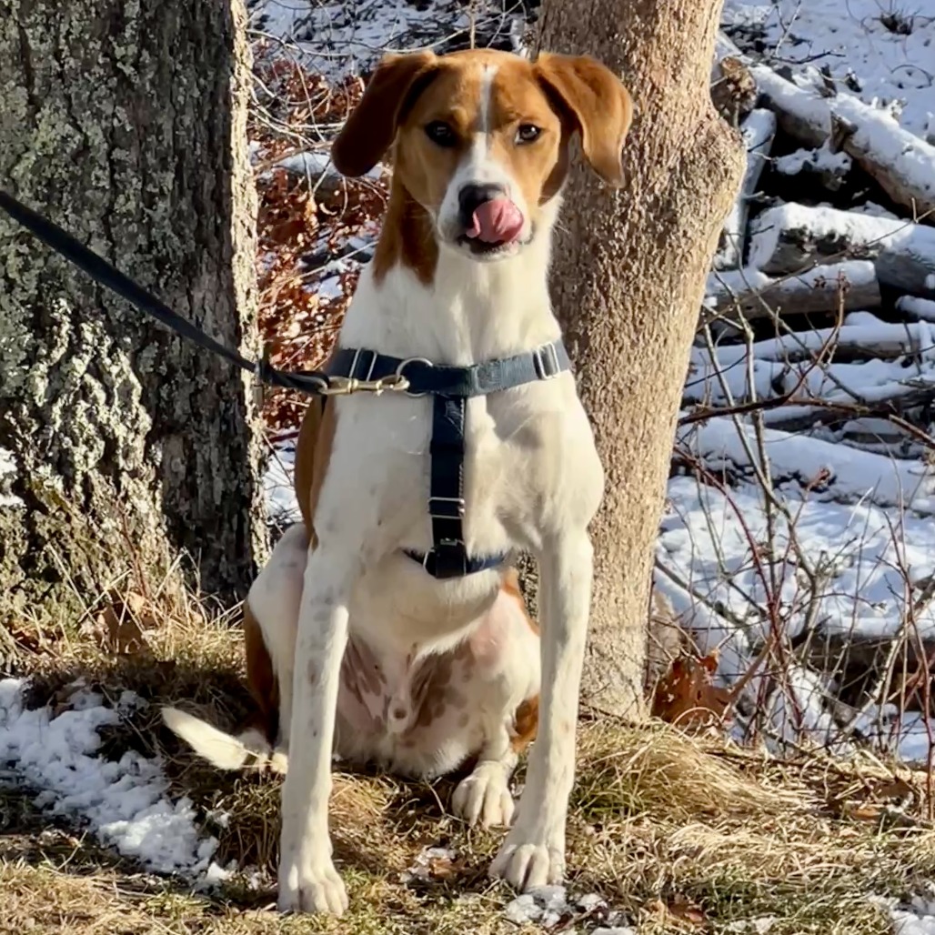 Rex Hound/Mix Tan/White