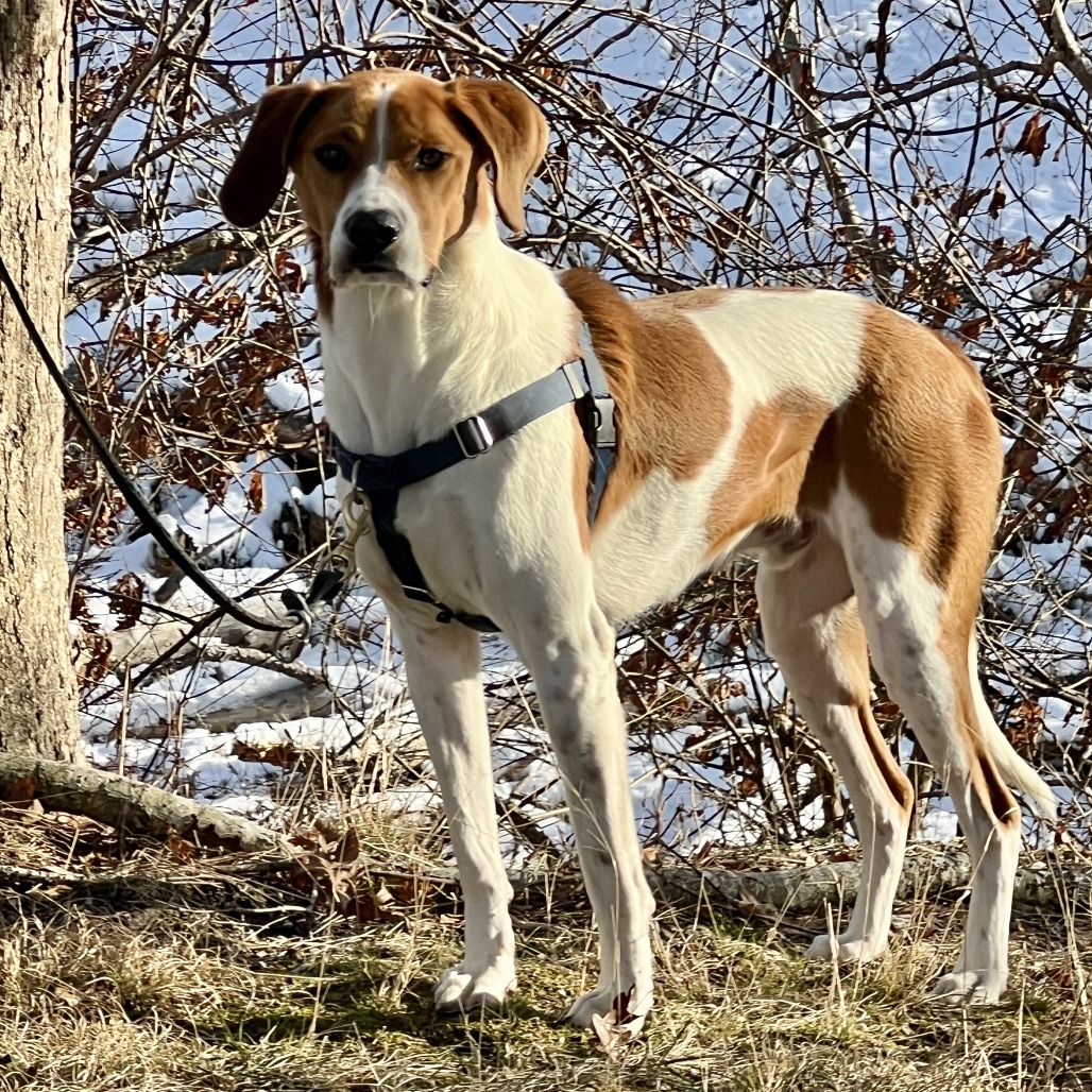 Rex Hound/Mix Tan/White
