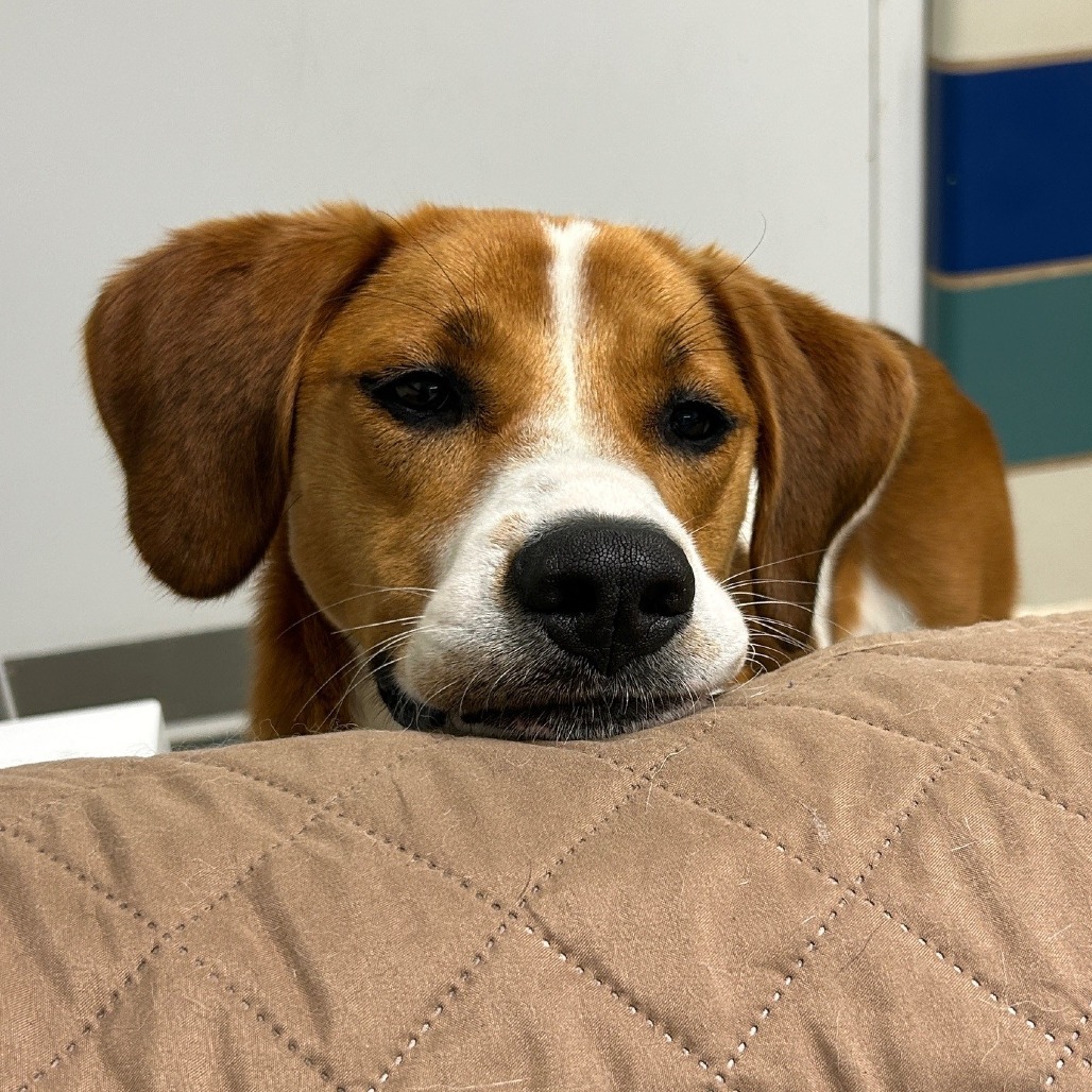 Rex Hound/Mix Tan/White