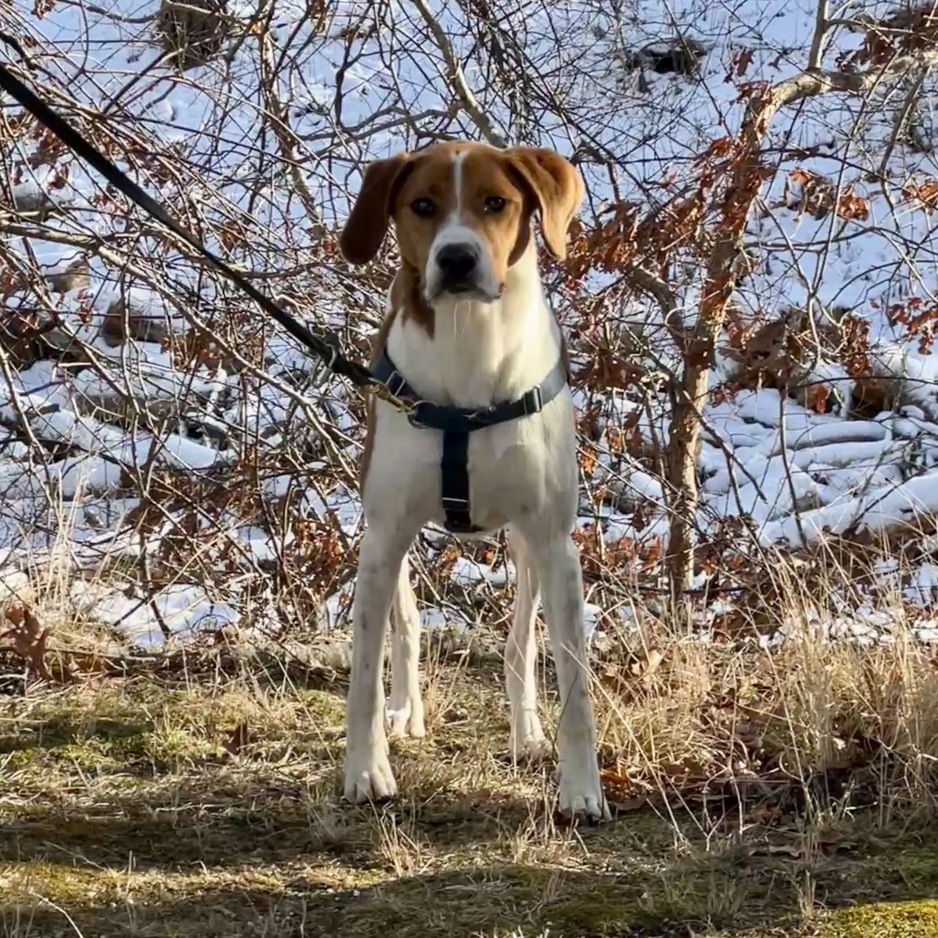 Rex Hound/Mix Tan/White