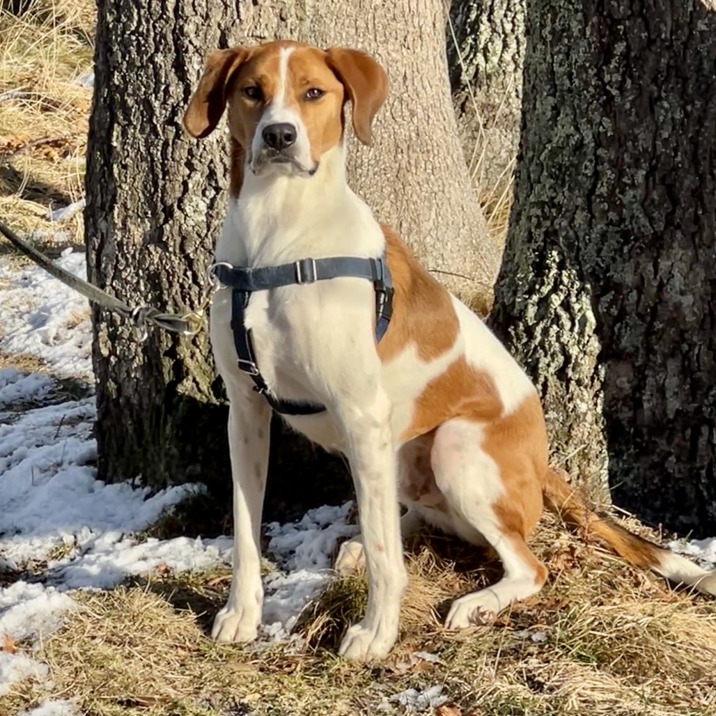 Rex Hound/Mix Tan/White