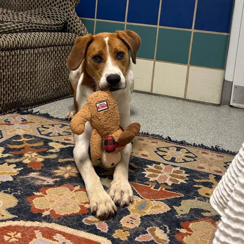 Rex Hound/Mix Tan/White