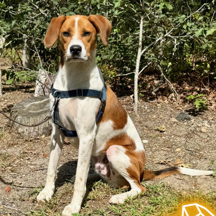 Rex Hound/Mix Tan/White