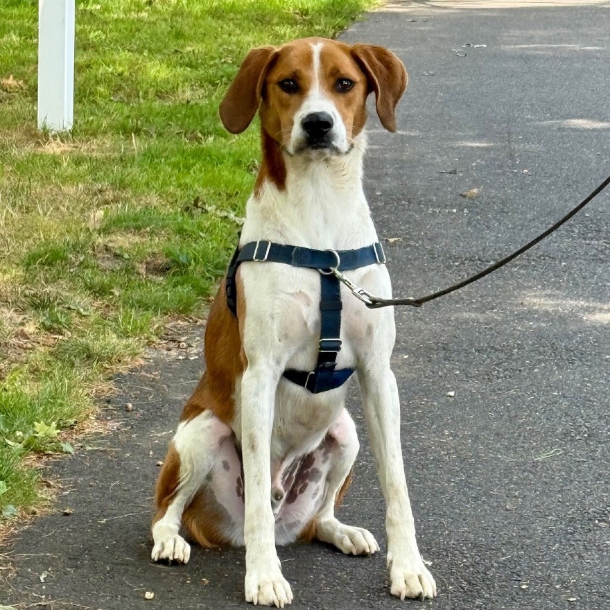 Rex Hound/Mix Tan/White