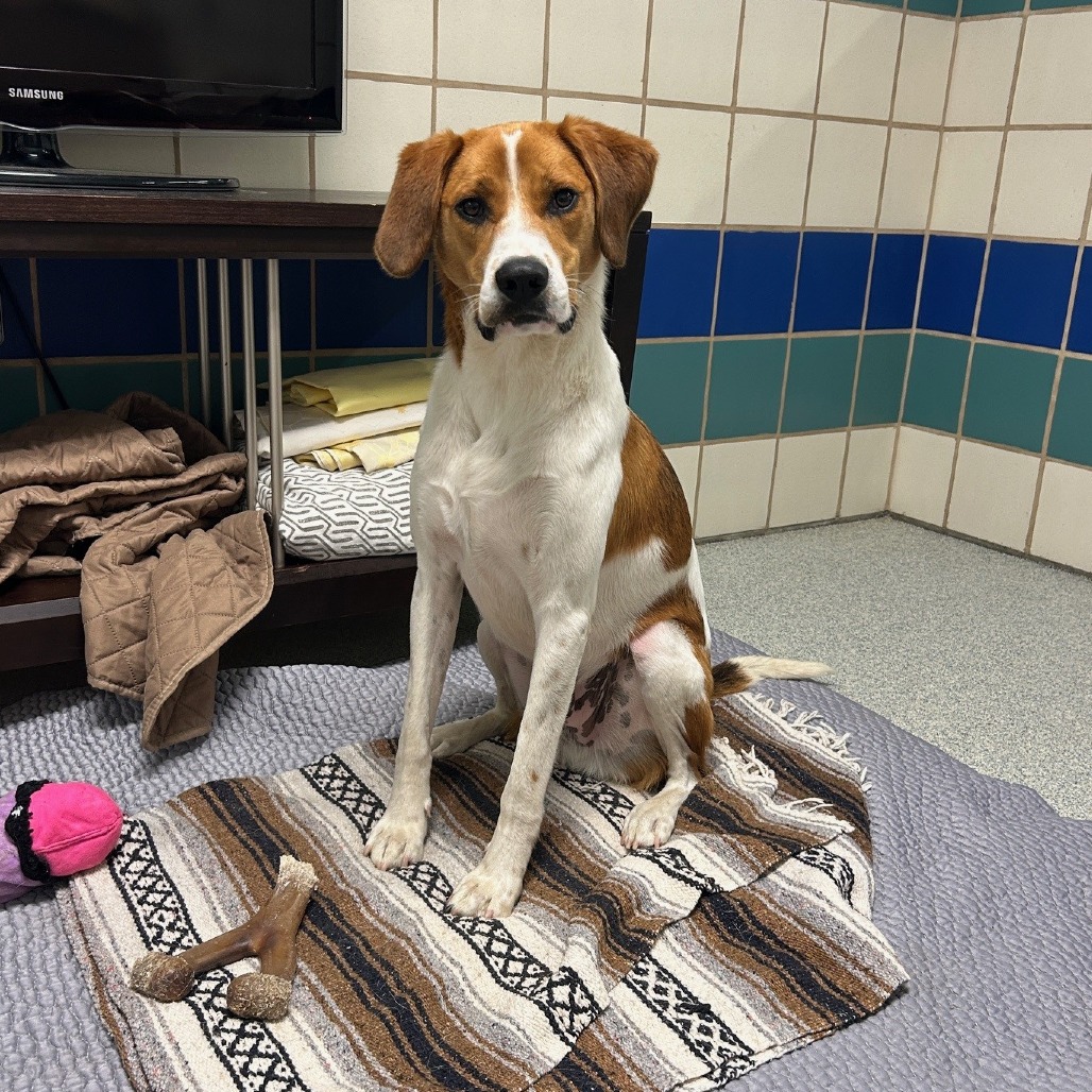 Rex Hound/Mix Tan/White