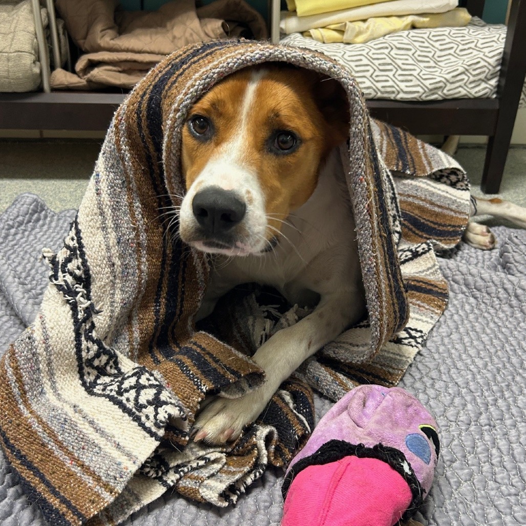 Rex Hound/Mix Tan/White