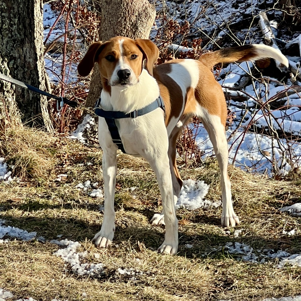 Rex Hound/Mix Tan/White