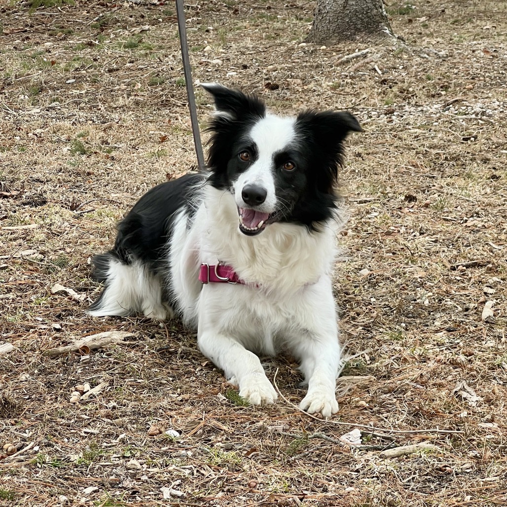 Kira Collie, Border Black/White 