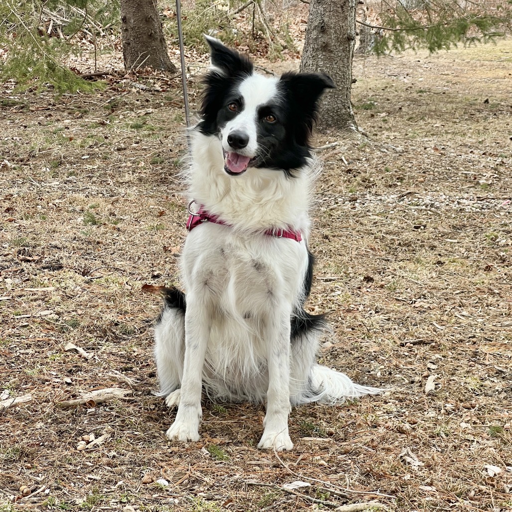 Kira Collie, Border Black/White 