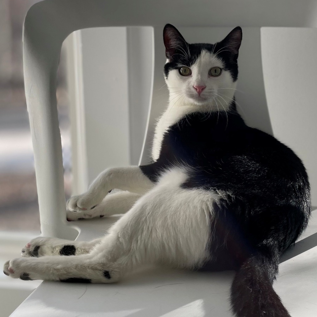 Skitter Domestic Shorthair Black/White None