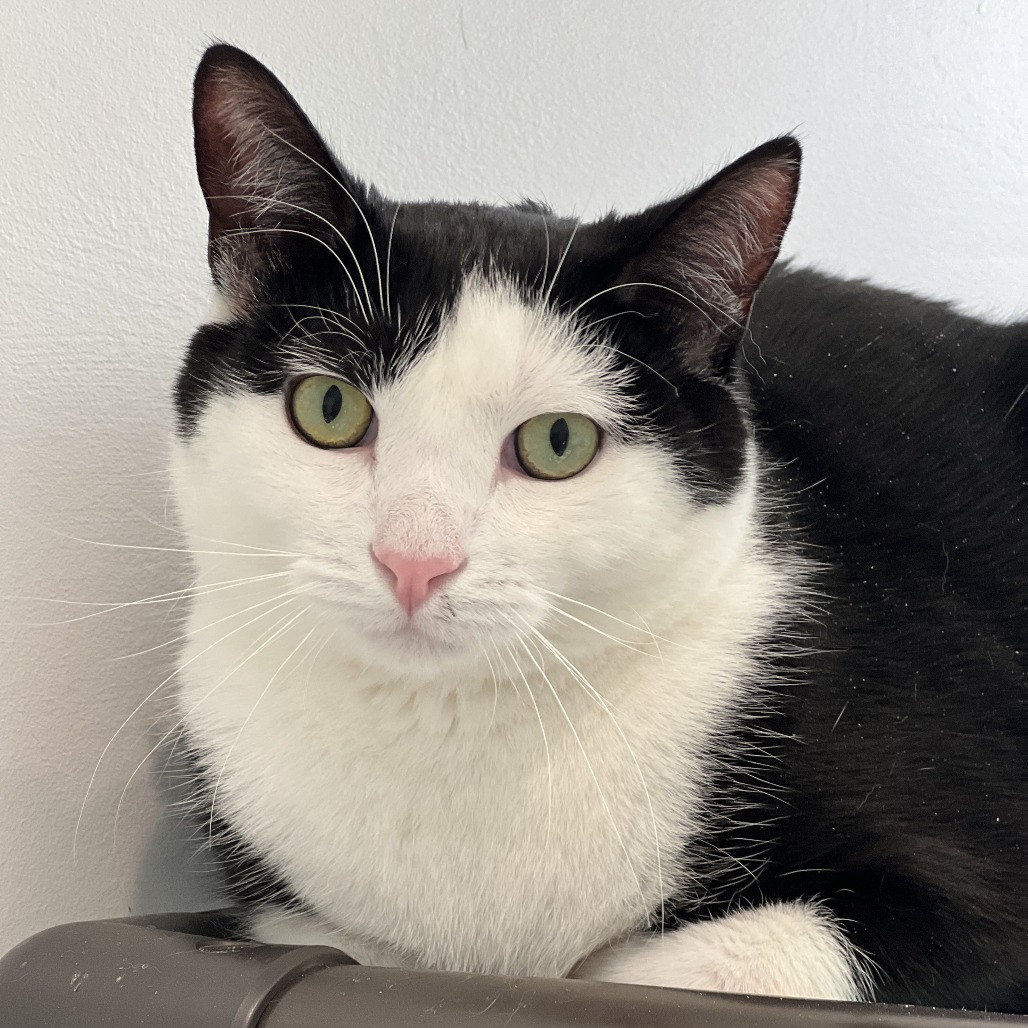 Skitter Domestic Shorthair Black/White None