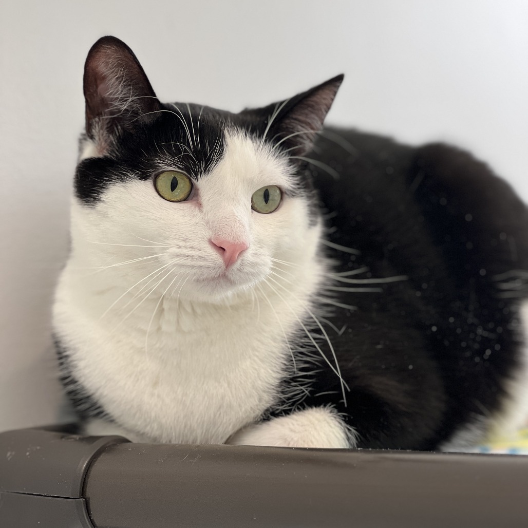 Skitter Domestic Shorthair Black/White None