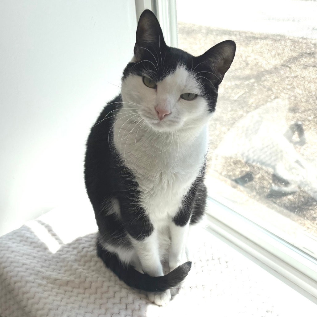 Skitter Domestic Shorthair Black/White None