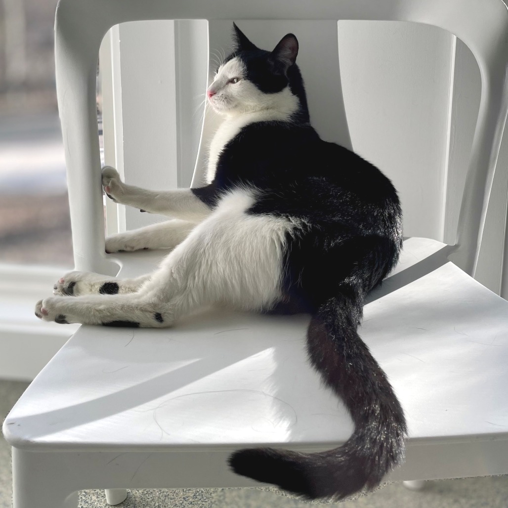 Skitter Domestic Shorthair Black/White None