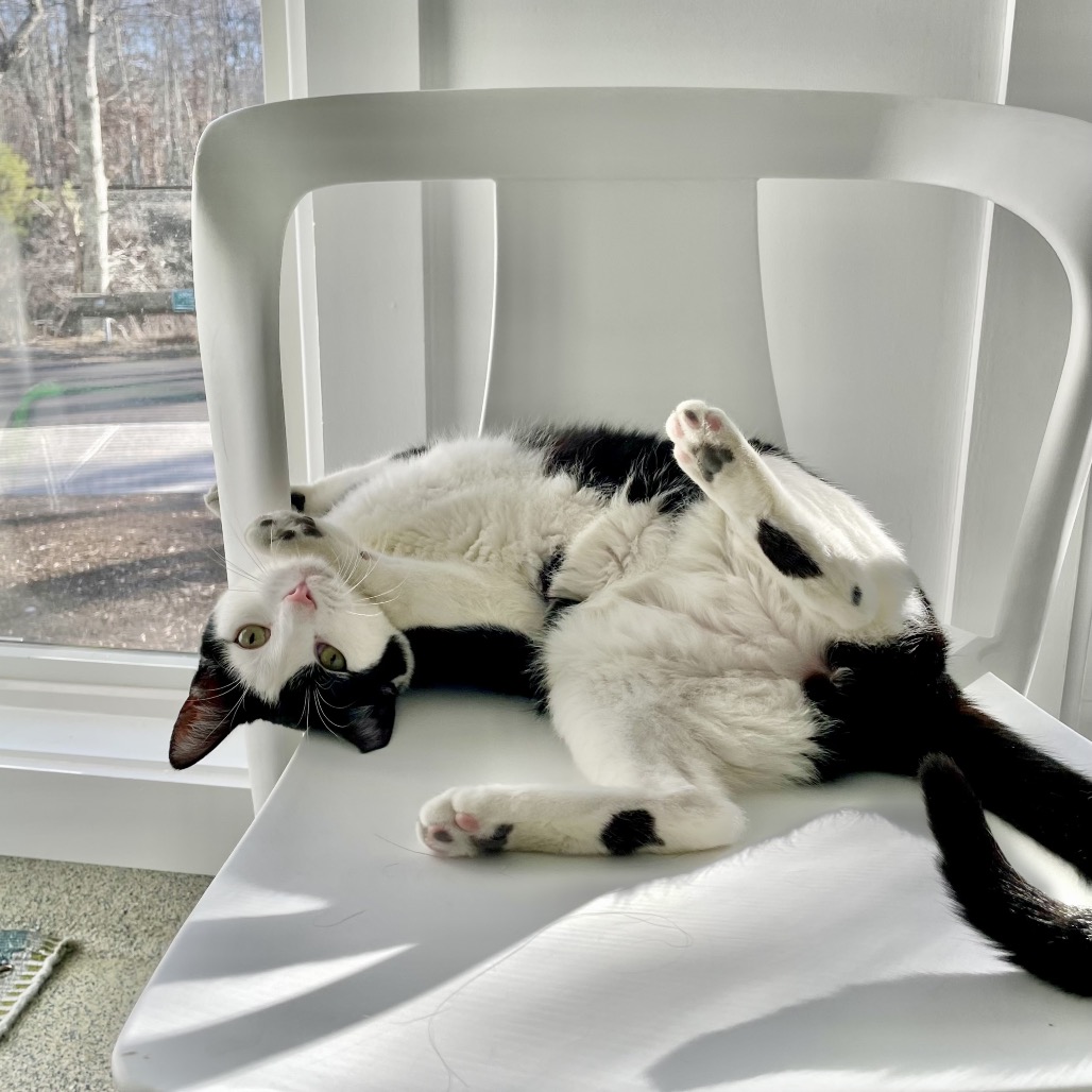 Skitter Domestic Shorthair Black/White None