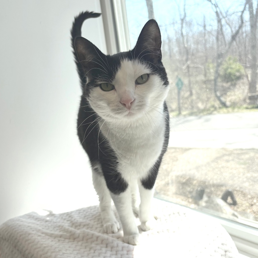 Skitter Domestic Shorthair Black/White None