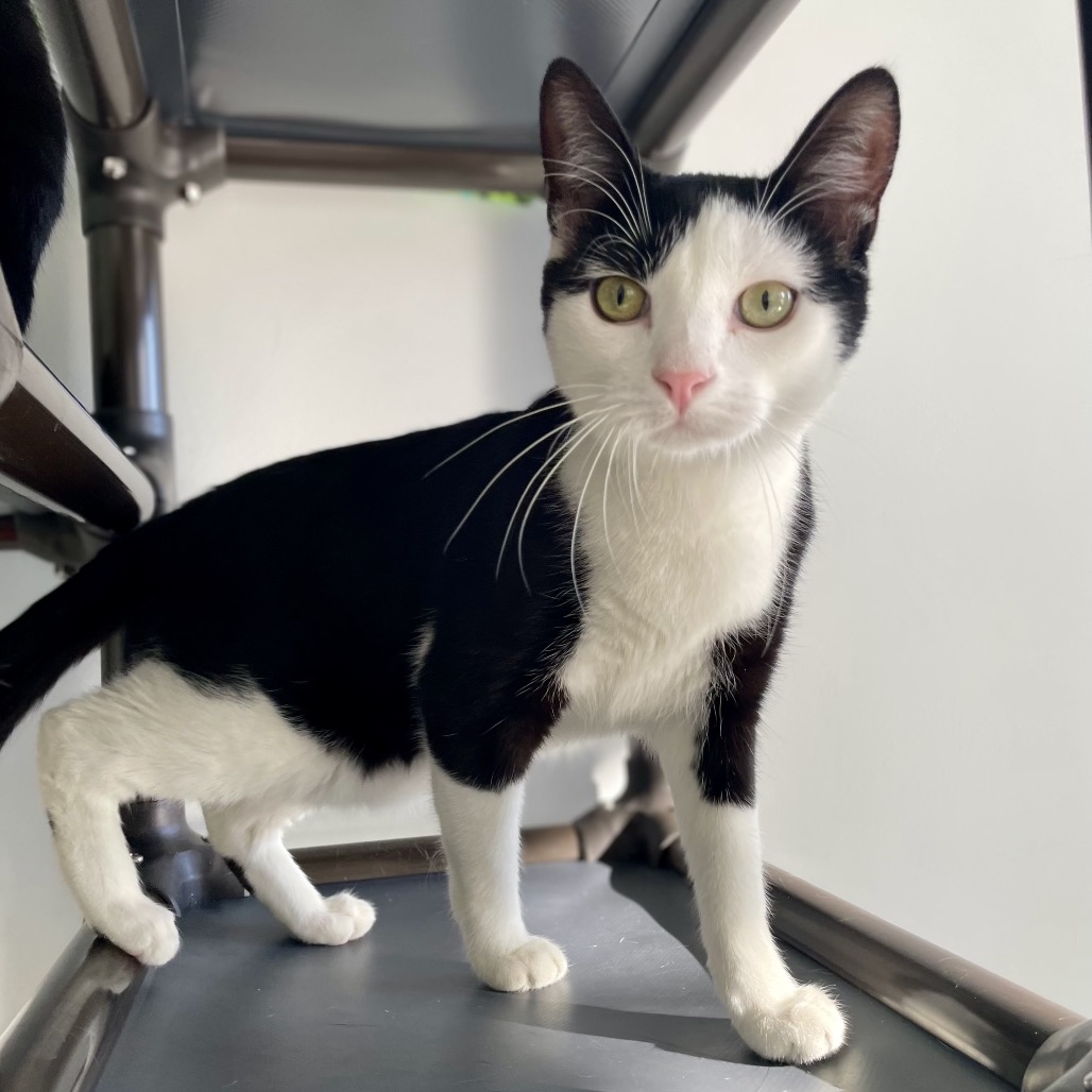 Skitter Domestic Shorthair Black/White None