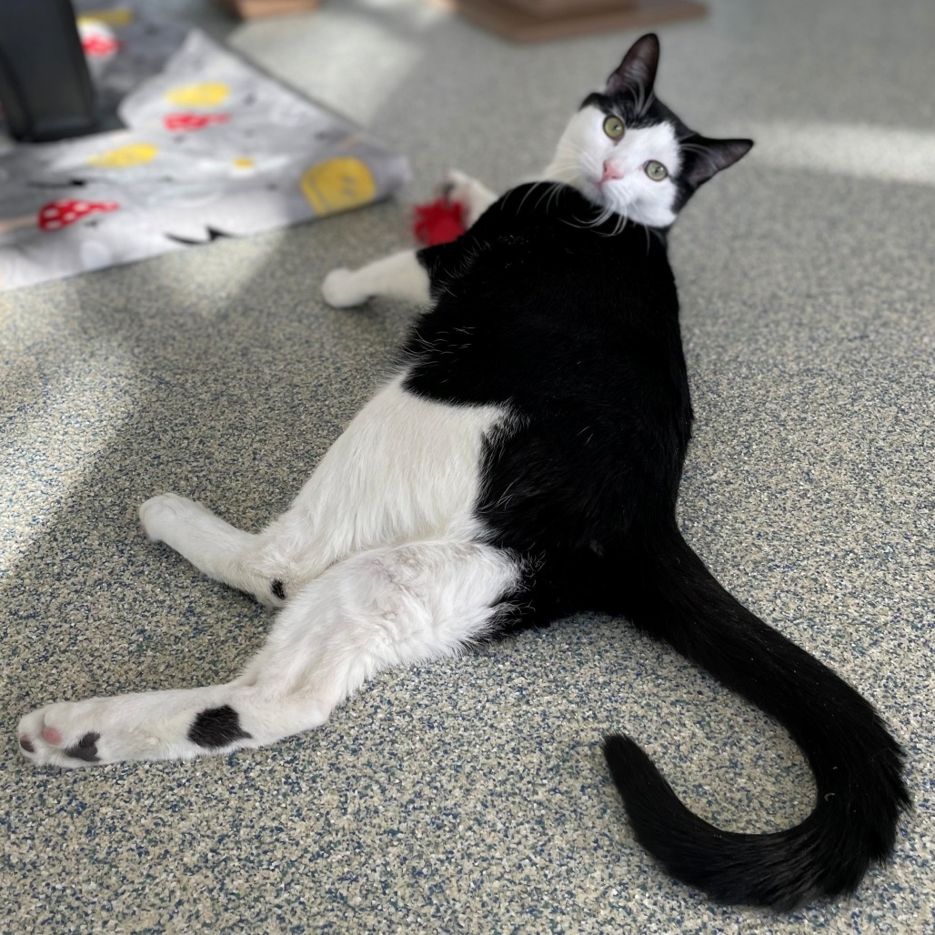 Skitter Domestic Shorthair Black/White None