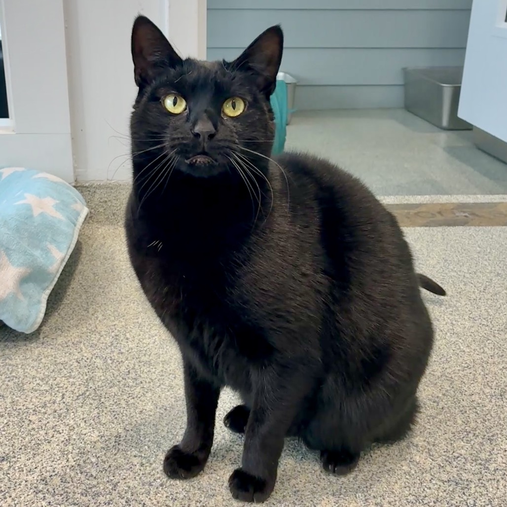 Skeeter Domestic Shorthair Black