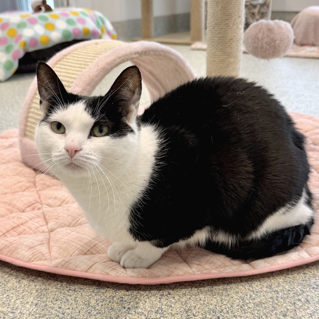 Scooter Domestic Shorthair Black/White 