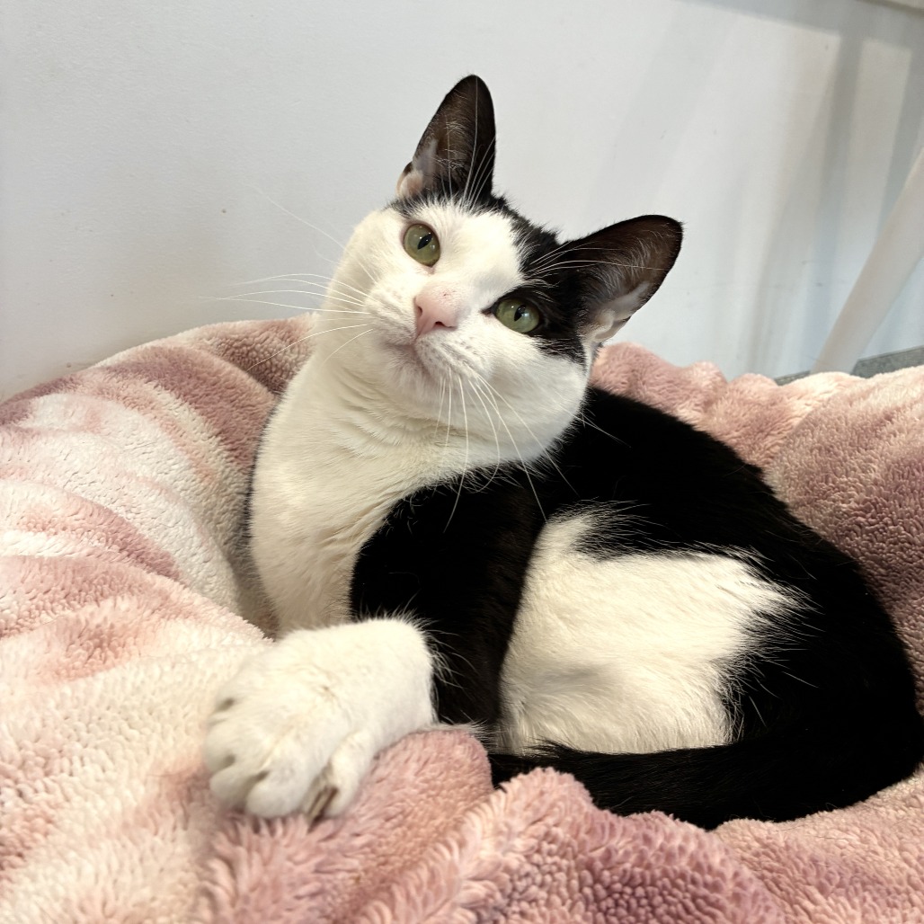 Scooter Domestic Shorthair Black/White 