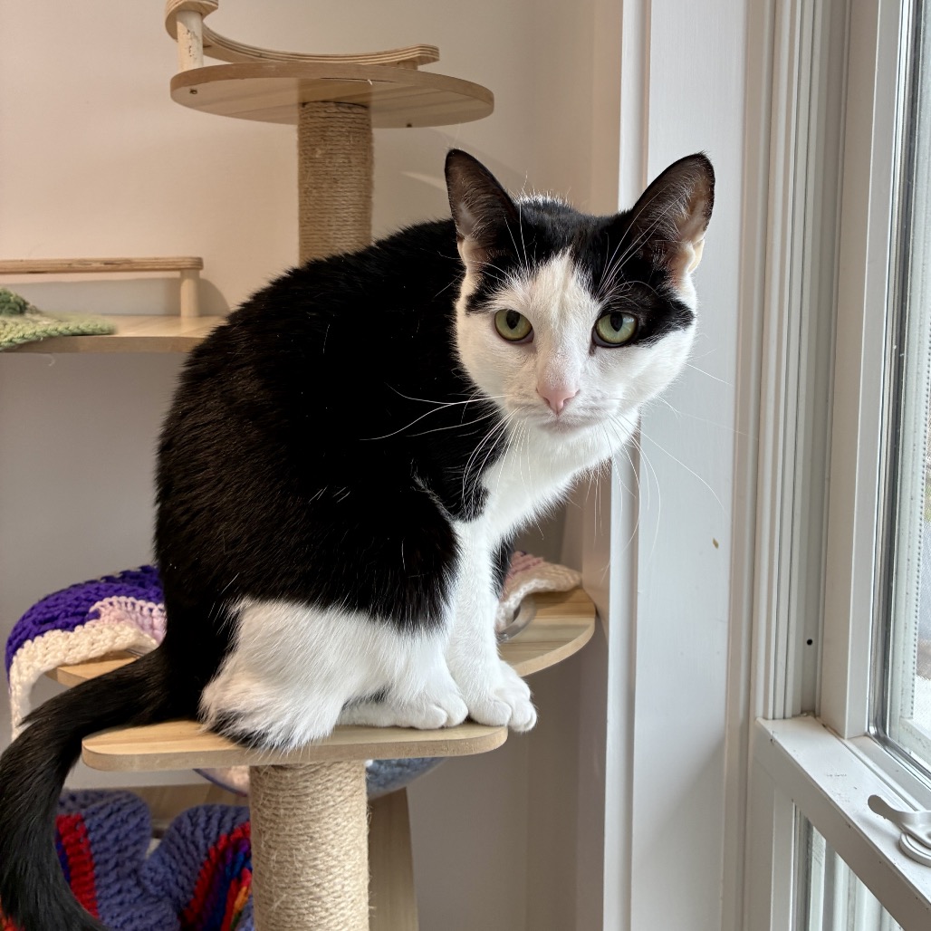 Scooter Domestic Shorthair Black/White 