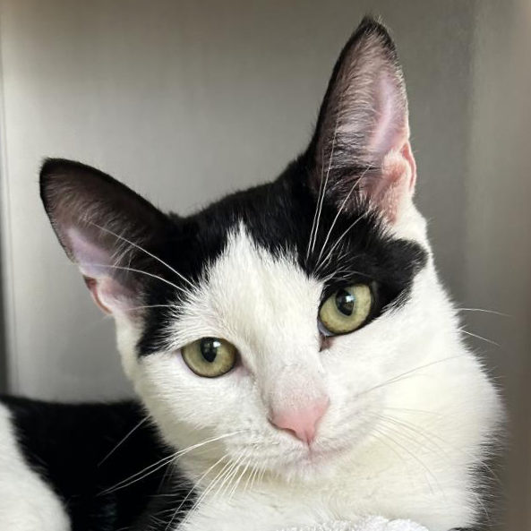 Scooter Domestic Shorthair Black/White 