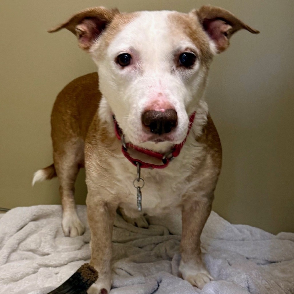 Scout Terrier, Pit Bull/Hound, Basset Tan None