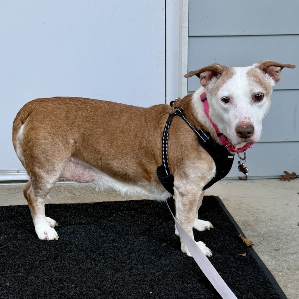 Scout Terrier, Pit Bull/Hound, Basset Tan None